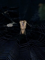 Cyphalonotus
