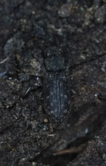 Docalis funerosus