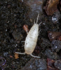Atelurinae