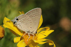 Deudorix livia