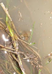 Pseudopaludicola falcipes