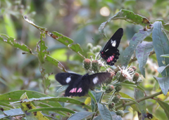 Archonias brassolis tereas