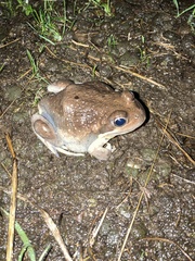Limnodynastes dumerilii dumerilii