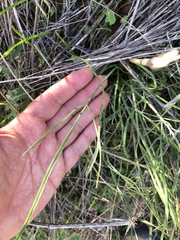 Perideridia kelloggii