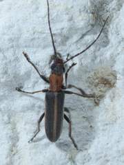 Oxacis cana
