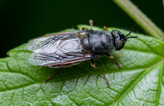 Odontomyia tigrina