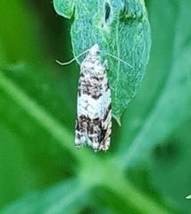 Epinotia subocellana