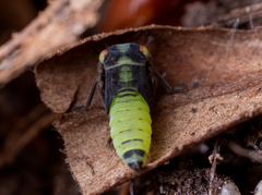 Cicadella