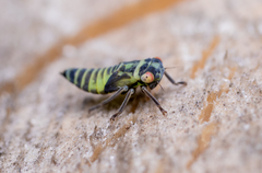 Cicadella
