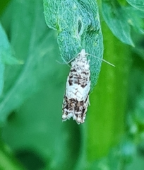 Epinotia subocellana