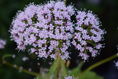 Valeriana pyrenaica