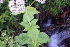 Valeriana pyrenaica