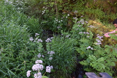 Valeriana pyrenaica