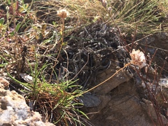 Armeria ruscinonensis