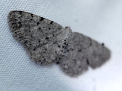 Aethalura intertexta