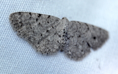 Aethalura intertexta