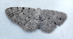 Aethalura intertexta