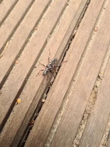 Two-banded Longhorn Beetle, Uddel, photo 8 of 10