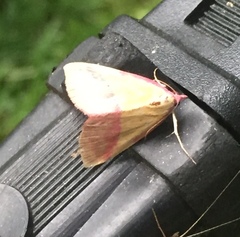 Phytometra rhodarialis