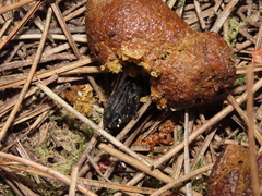 Scarabaeus cicatricosus