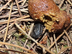 Scarabaeus cicatricosus