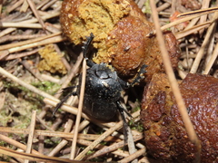 Scarabaeus cicatricosus