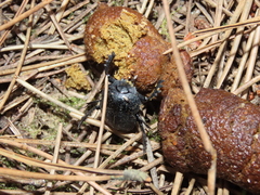 Scarabaeus cicatricosus