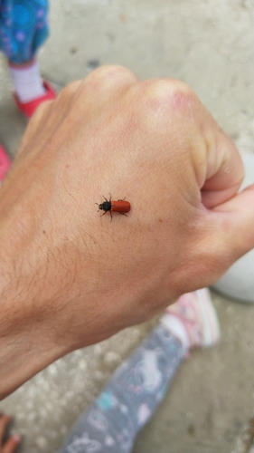 pakôrnik dubový (Bostrichus capucinus)