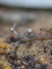 Collaria arcyrionema