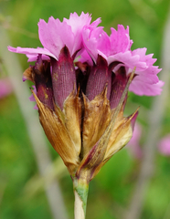 Dianthus pontederae