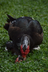 Cairina moschata domestica