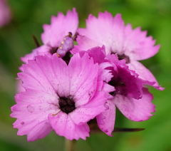 Dianthus pontederae