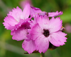Dianthus pontederae