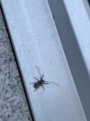 Mesosa nebulosa