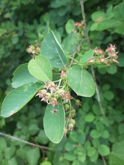 Amelanchier spicata