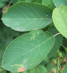 Amelanchier spicata