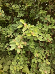 Amelanchier spicata