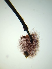 Collaria arcyrionema