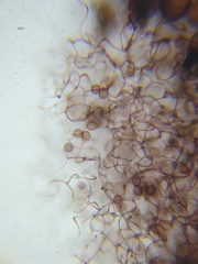 Collaria arcyrionema