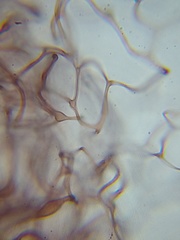 Collaria arcyrionema