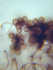 Collaria arcyrionema