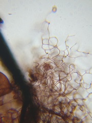 Collaria arcyrionema