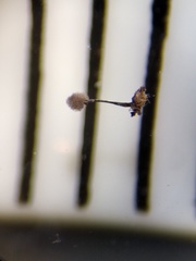 Collaria arcyrionema