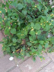 Galinsoga quadriradiata
