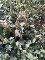 Amaranthus retroflexus