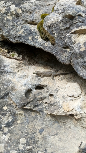 Oštroglava gušterica (Dalmatolacerta oxycephala)