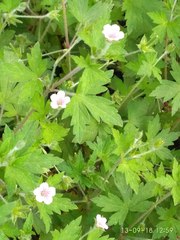 Geranium sibiricum