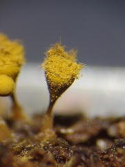 Trichia crateriformis