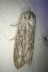 Acronicta lanceolaria