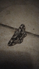 Peribatodes umbraria